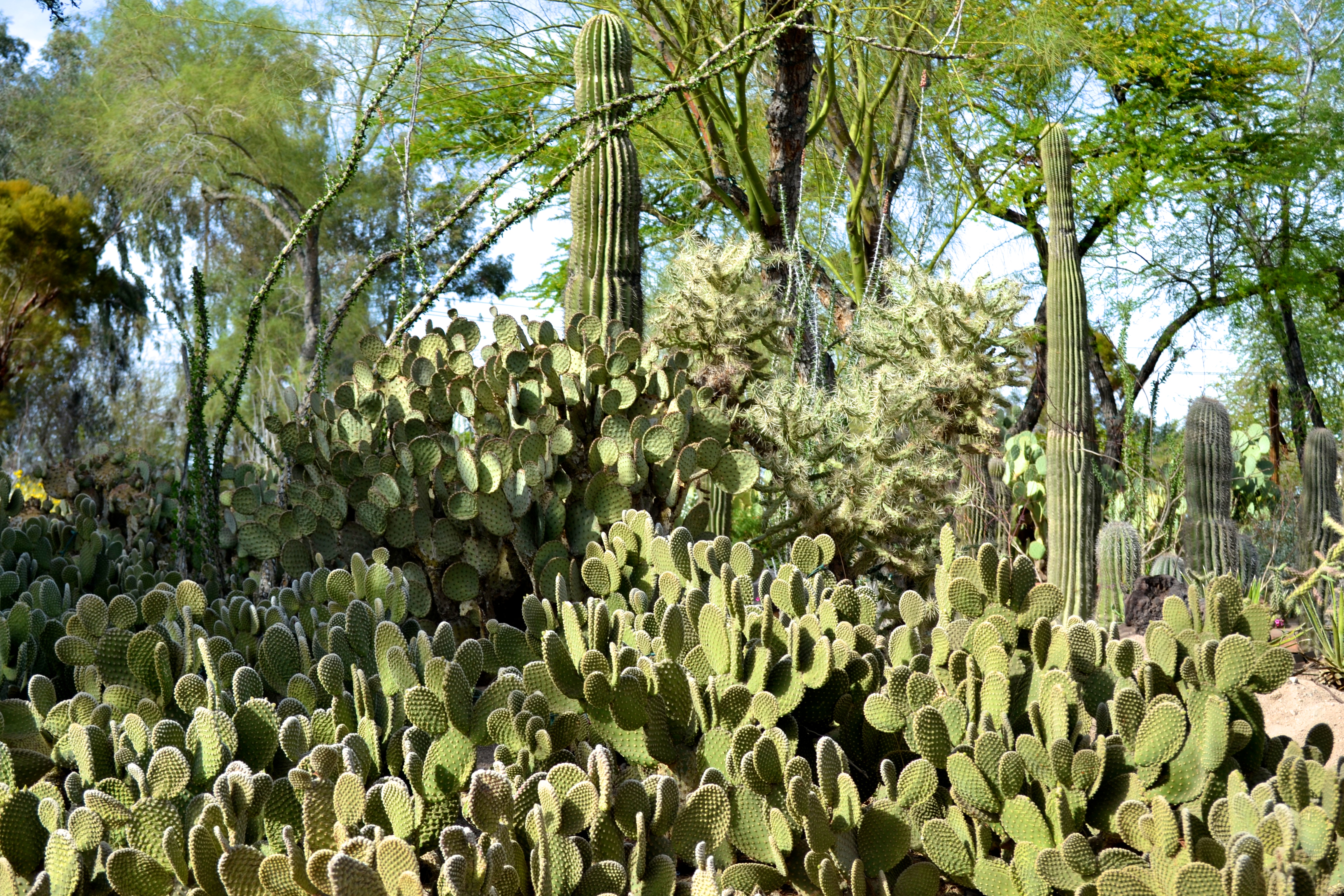 Cactus Garden