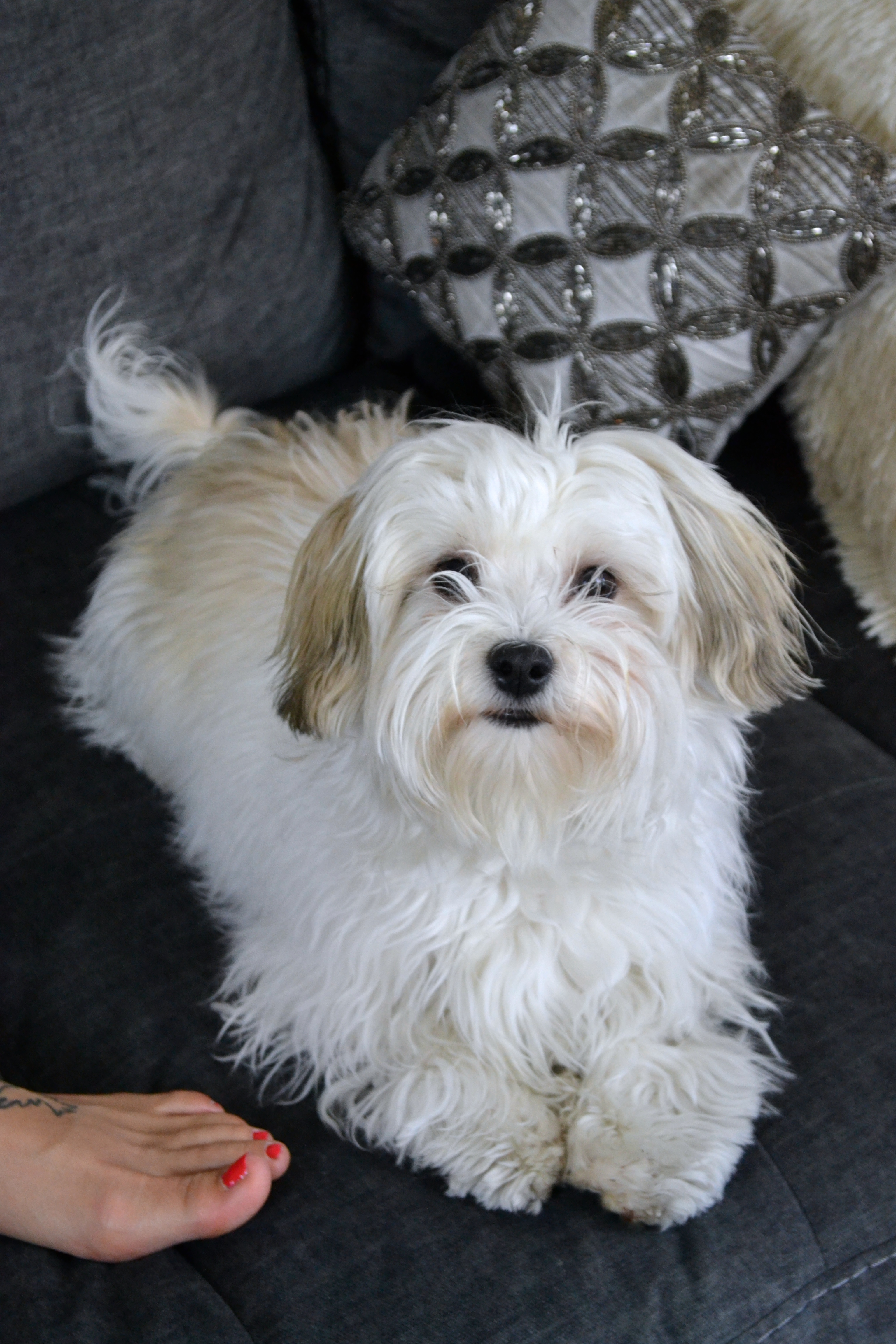 Hannah Fashion Blogger Dog Theodore |Shorkie Puppy|