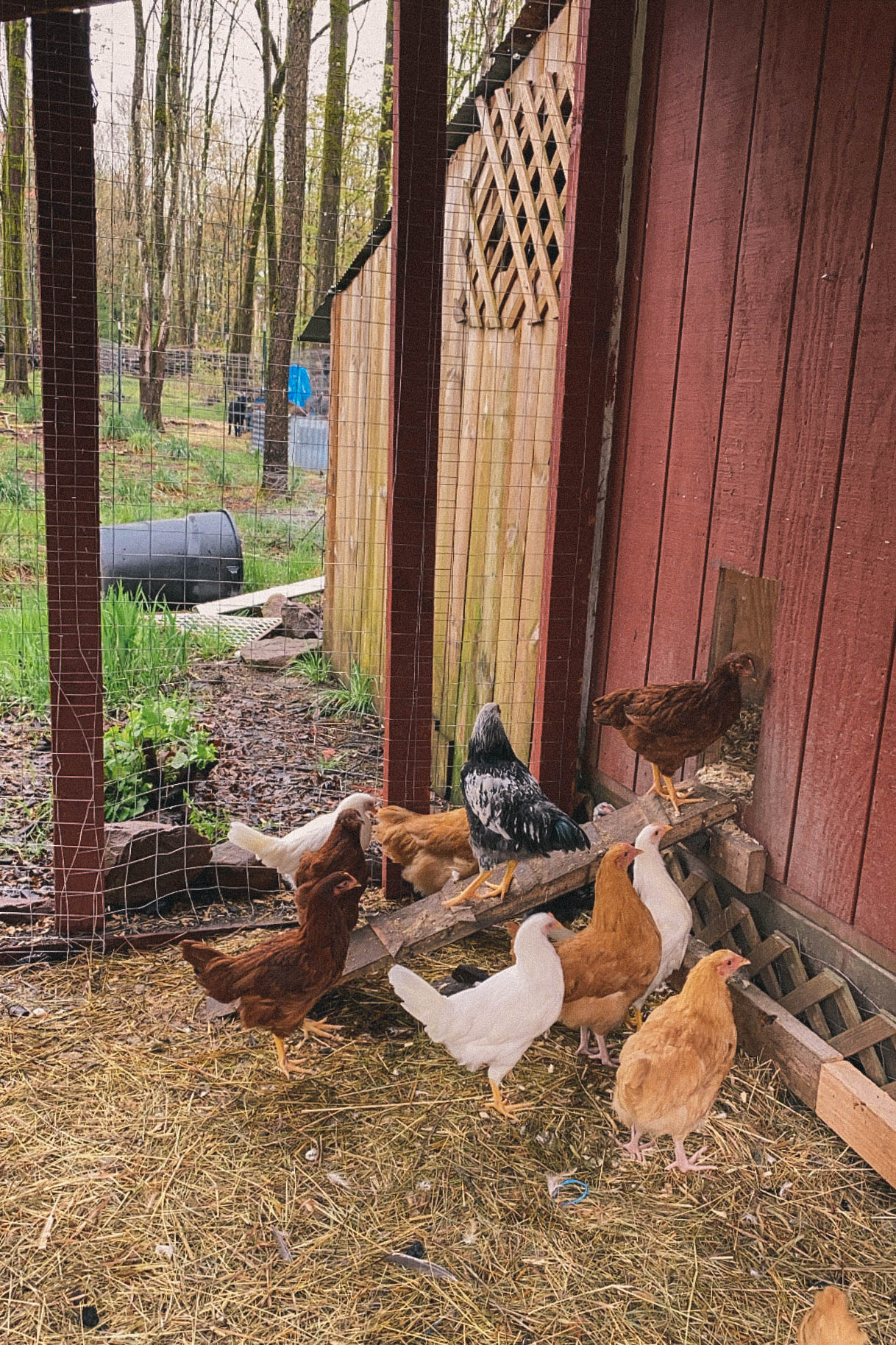 Chickens on a farm #farm #chickens