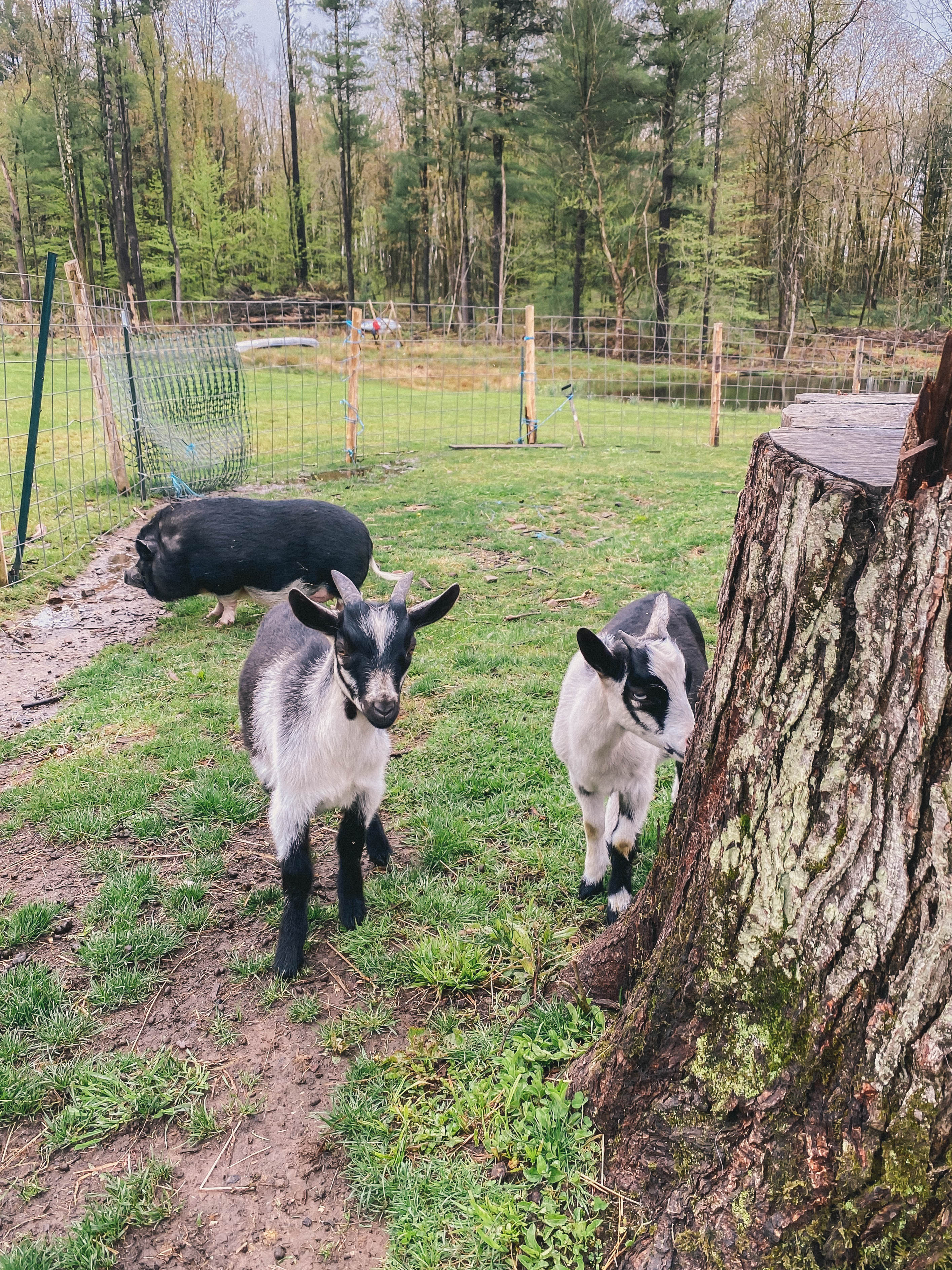 goats on a farm #farm #countrylife #goats