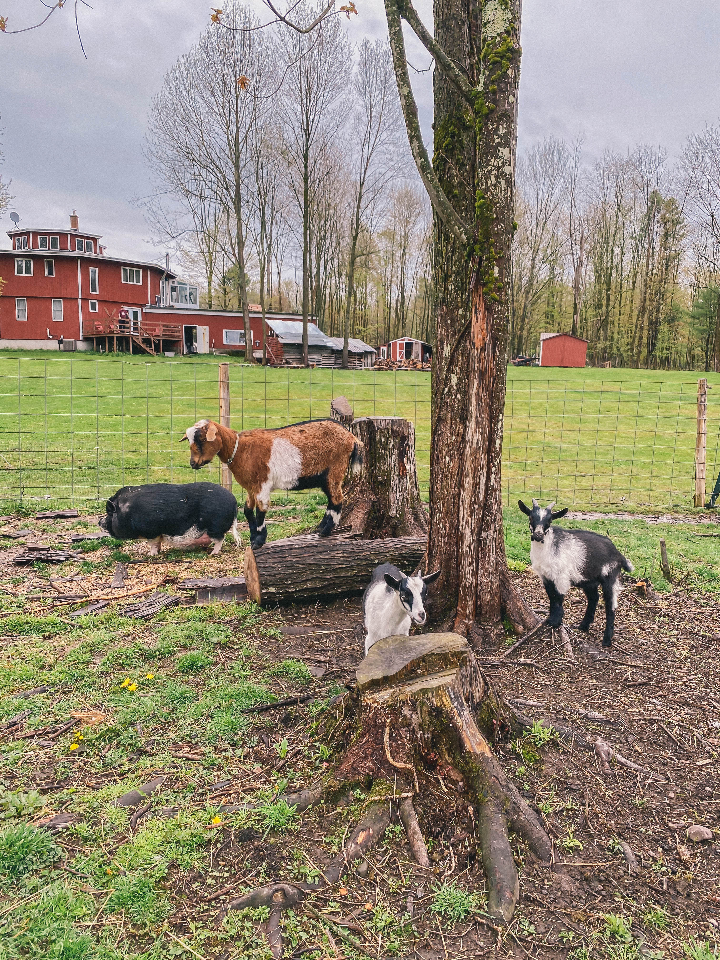 farm animals #countrylife #farm 