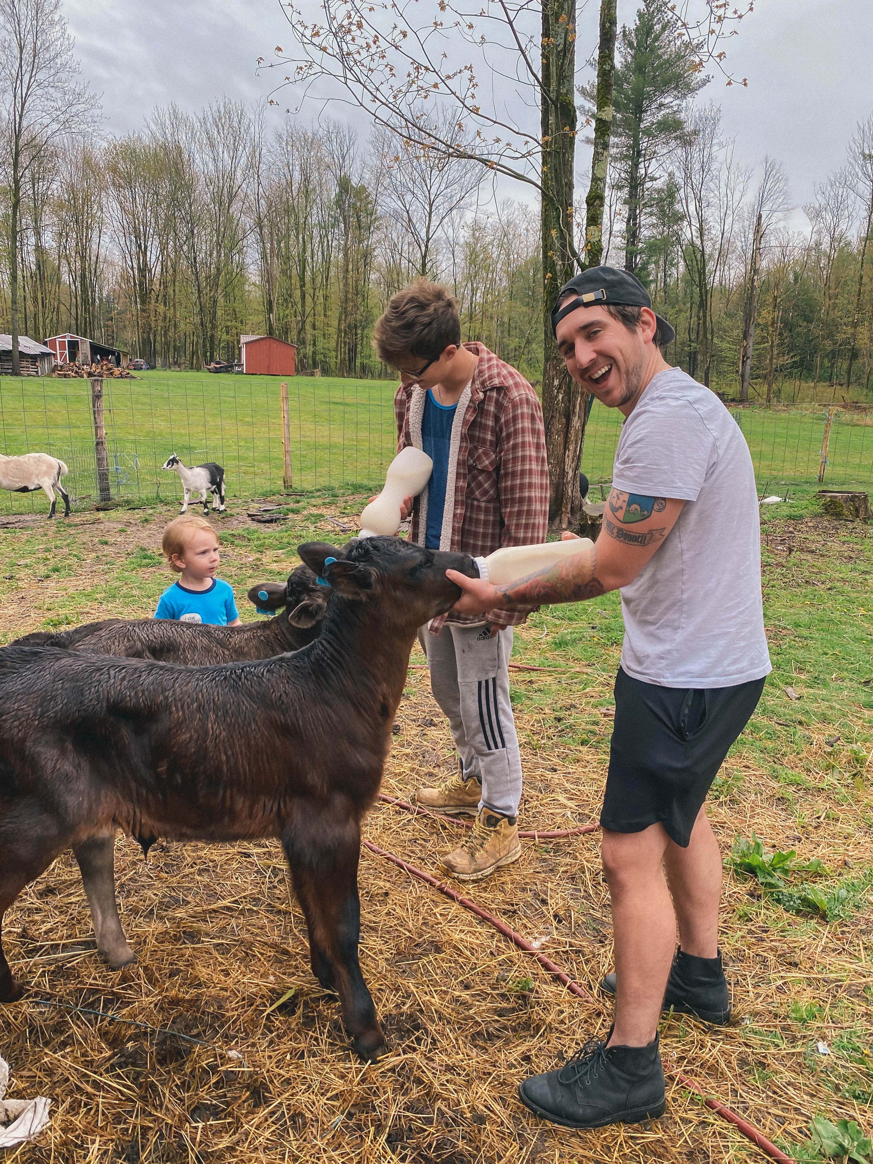 Feeding a cow #farm #cow 