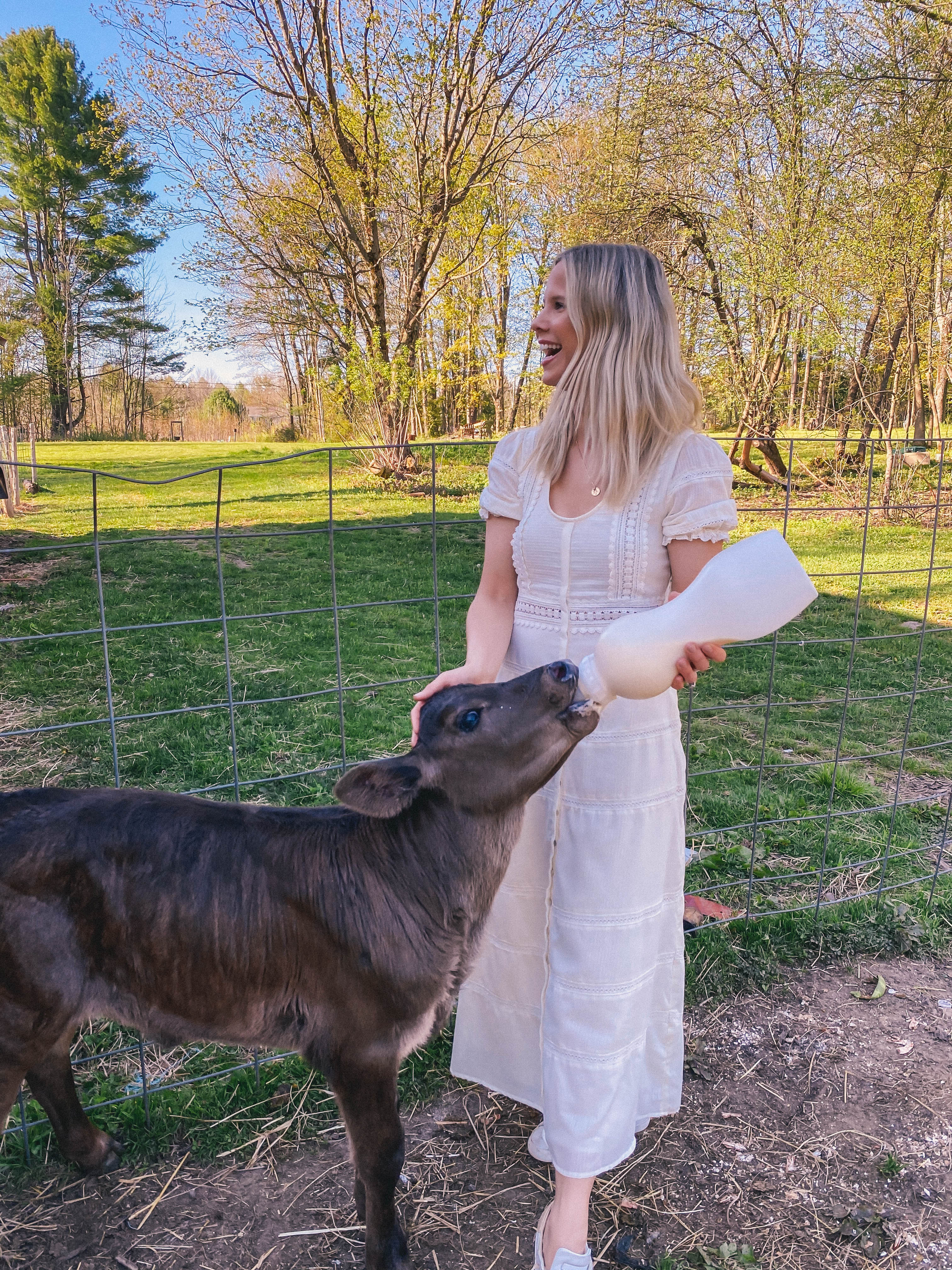 Feeding a cow #contrylife #farm #farmphotography